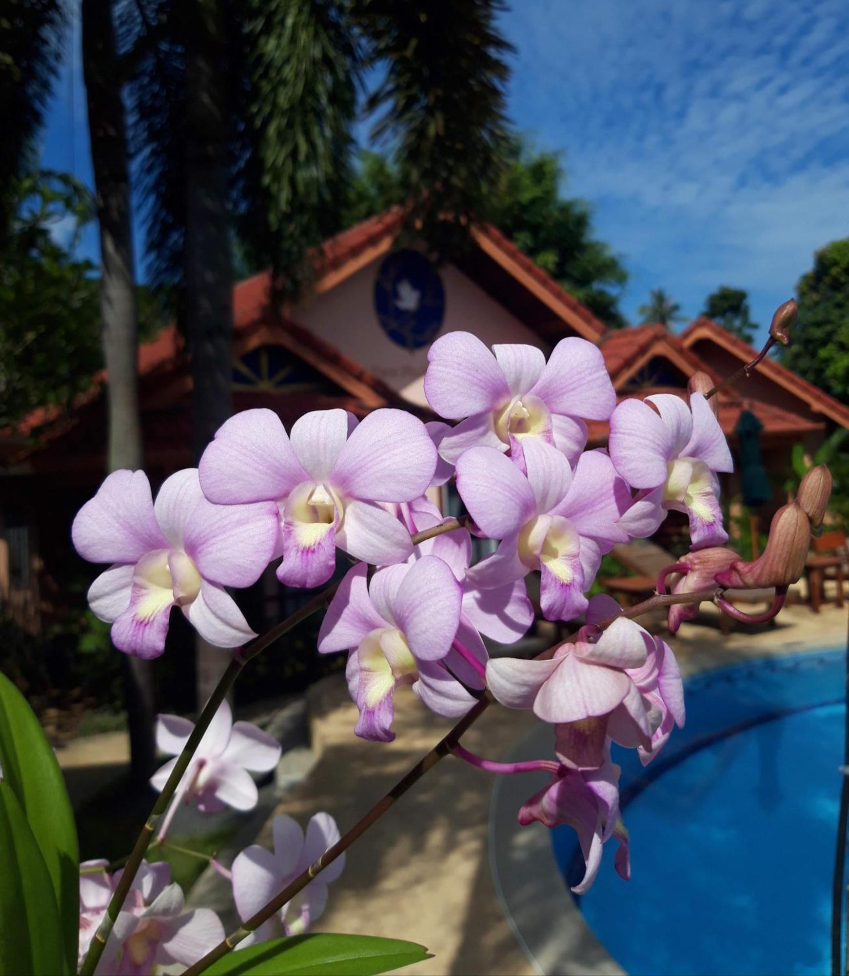 The Pace Phuket Boutique Resort Rawai Eksteriør bilde