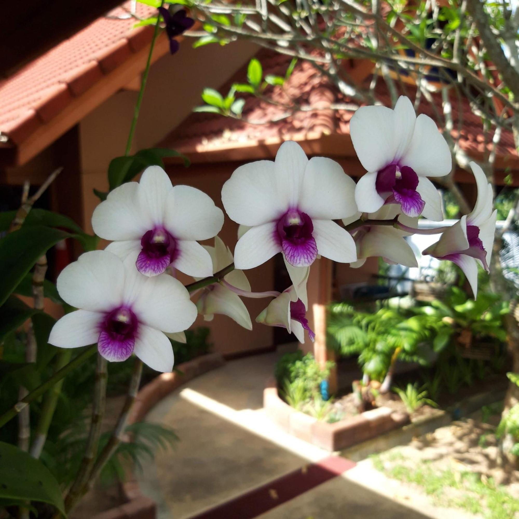 The Pace Phuket Boutique Resort Rawai Eksteriør bilde